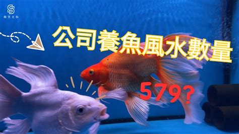 招財魚數量|養對魚數：財運滾滾來